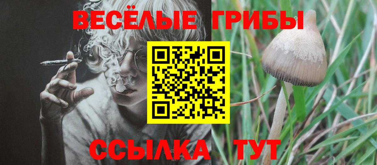 Псилоцибиновые грибы мицелий Новоалтайск